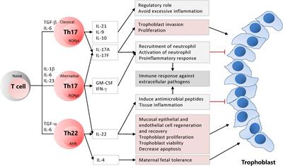 Frontiers | T Helper (Th) Cell Profiles in Pregnancy and Recurrent